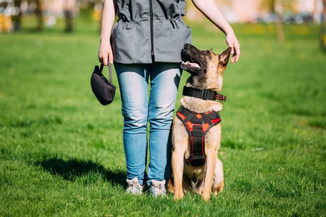 Marissa Corbett highlights that the goal isn’t just to teach commands but to rebuild the dog’s confidence in humans and create a bond based on trust and safety.