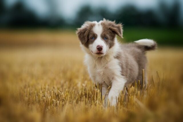 The Pride Dog Food The Pride Dog Food